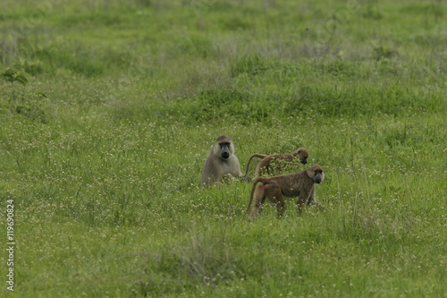 Wild monkey Africa field mammal animal © Valerijs Novickis