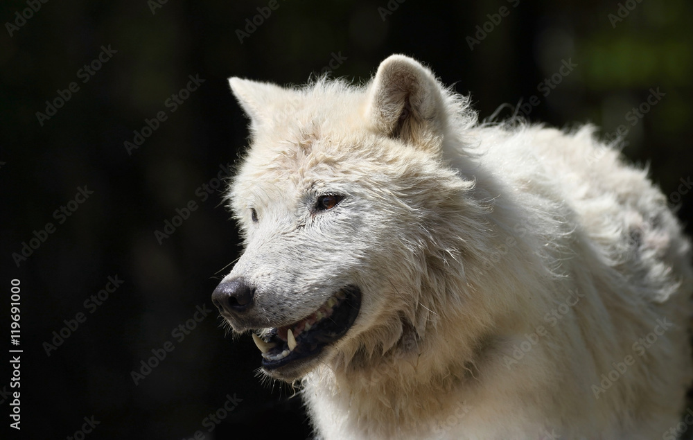 loup blanc dans les bois