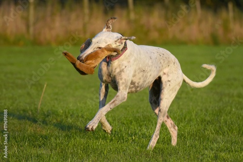 weißer Greyhound rennt mit einem Spielzeug im Maul