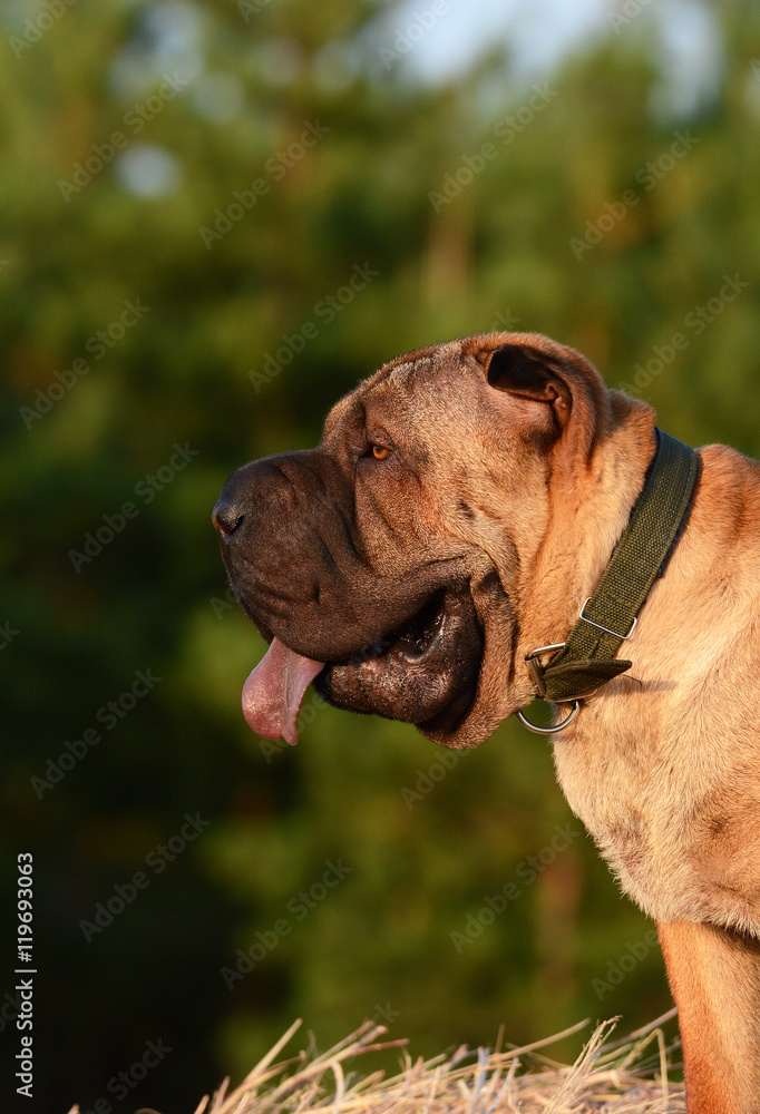 Shar-Pei portrait in profile on green background