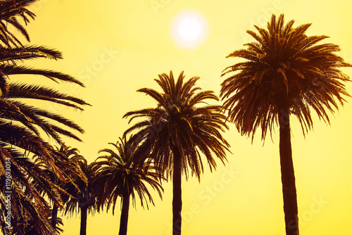 Palm trees at sunset sky background. applied toning