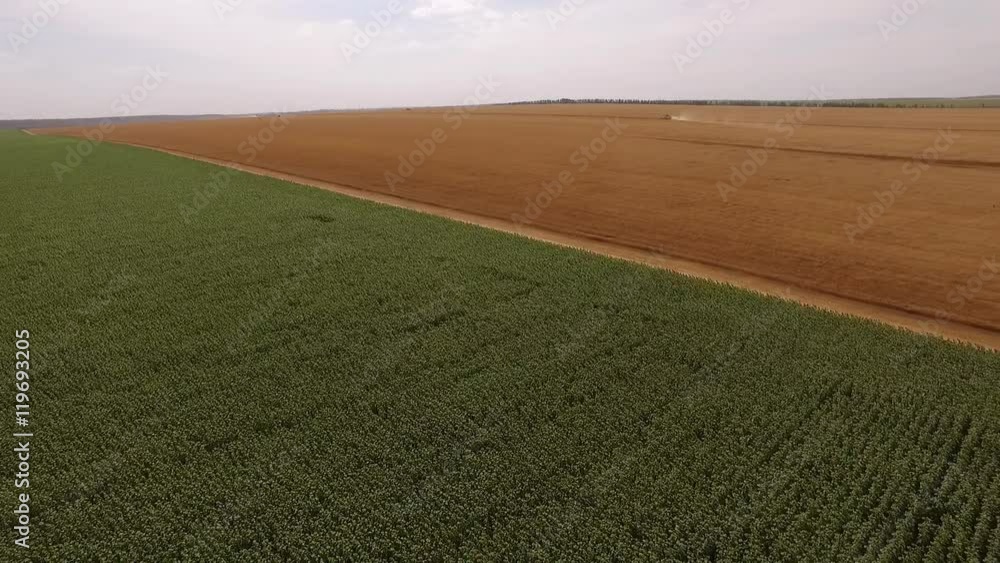 aerial shot of golden and green field seeded wheat, corn and rye, drone moving back aerial shot of golden and green field seeded wheat, corn and rye, drone moving back