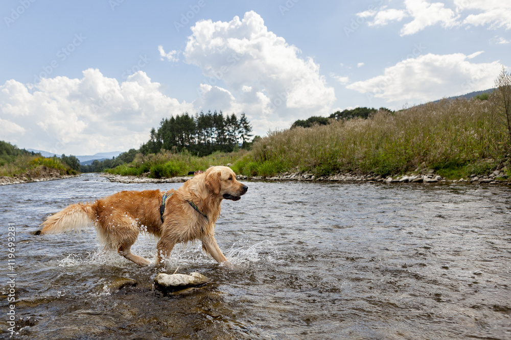 Golden retriever dog having good time in the river , summer time Golden retriever dog having good time in the river , summer time