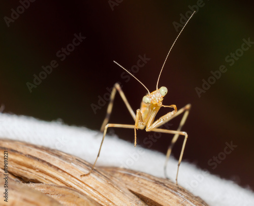 macro shot of praying mantis.