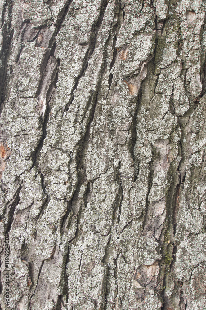 The texture of a tree trunk close-up The texture of a tree trunk close-up