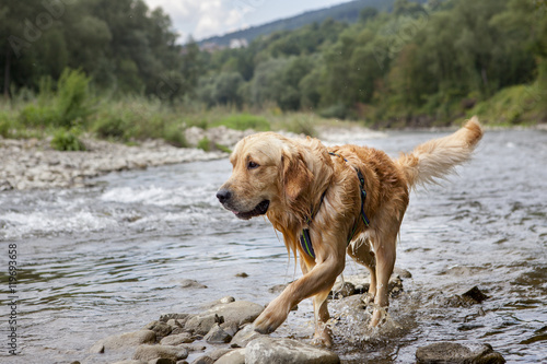 Golden retriever dog having good time in the river , summer time