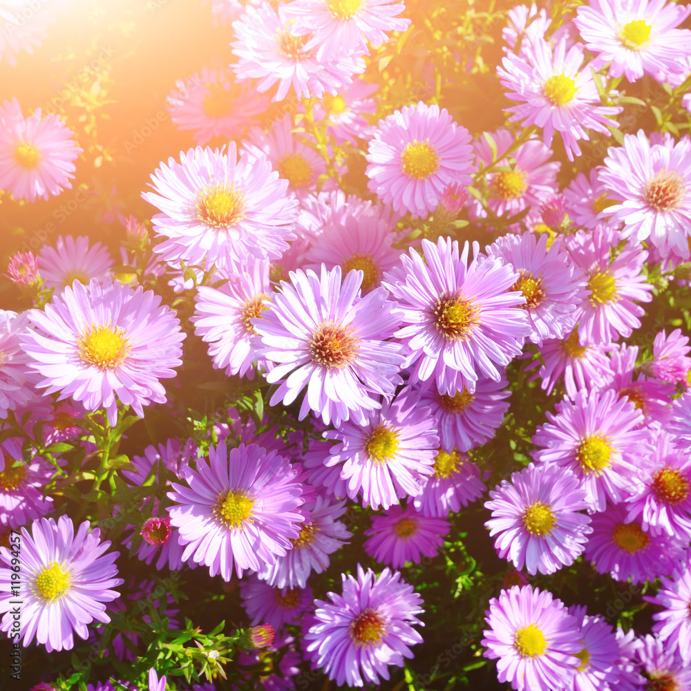 Fototapeta premium Violet Asters