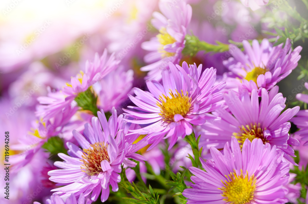 Violet Asters
