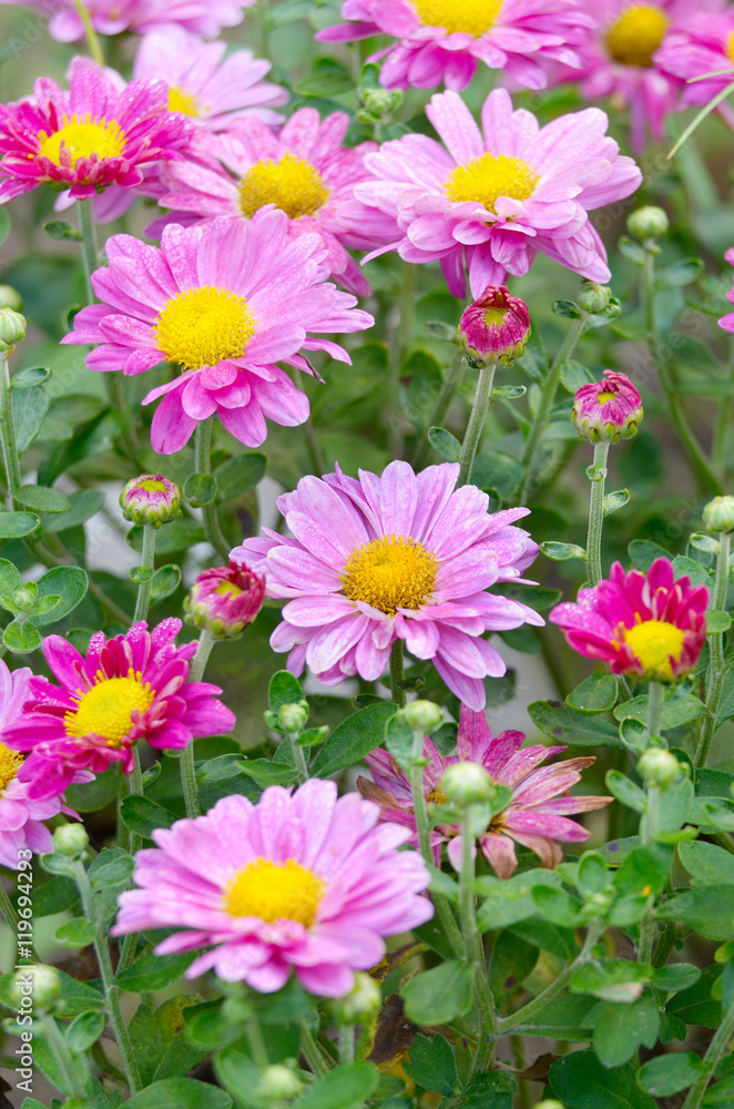 pink Chrysanthemums pink Chrysanthemums