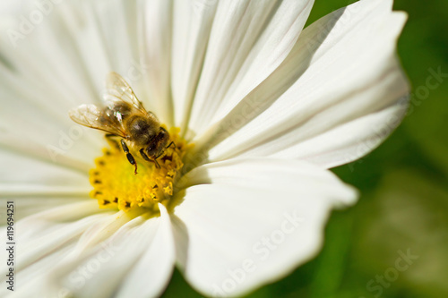 Weiße Kosmeenblüte