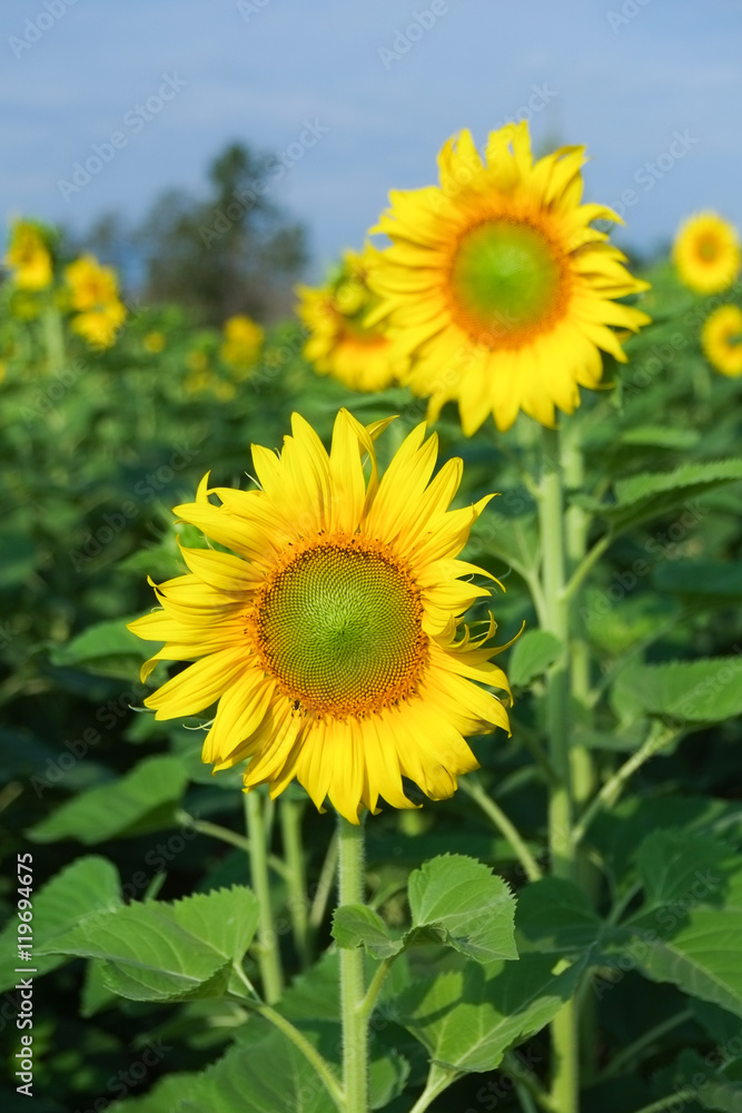 Sunflowers