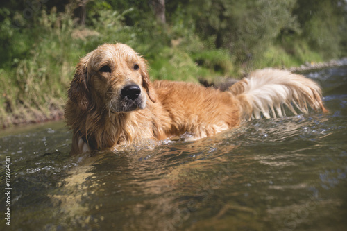 Golden retriever dog having good time in the river , summer time