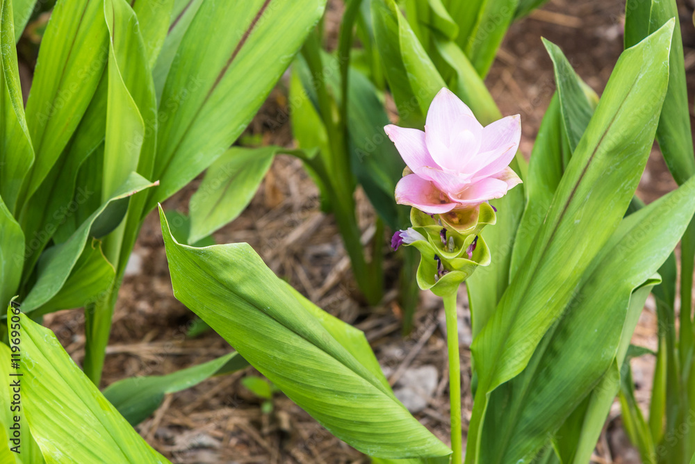 Fototapeta premium Fancy siam tulip flowers (Curcuma alismatifolia) in garden.