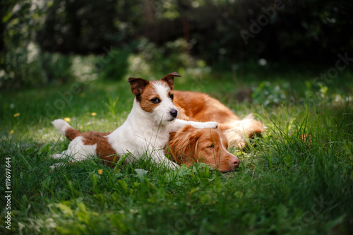 Dog Jack Russell Terrier and Dog Nova Scotia Duck Tolling Retriever walking © Anna Averianova