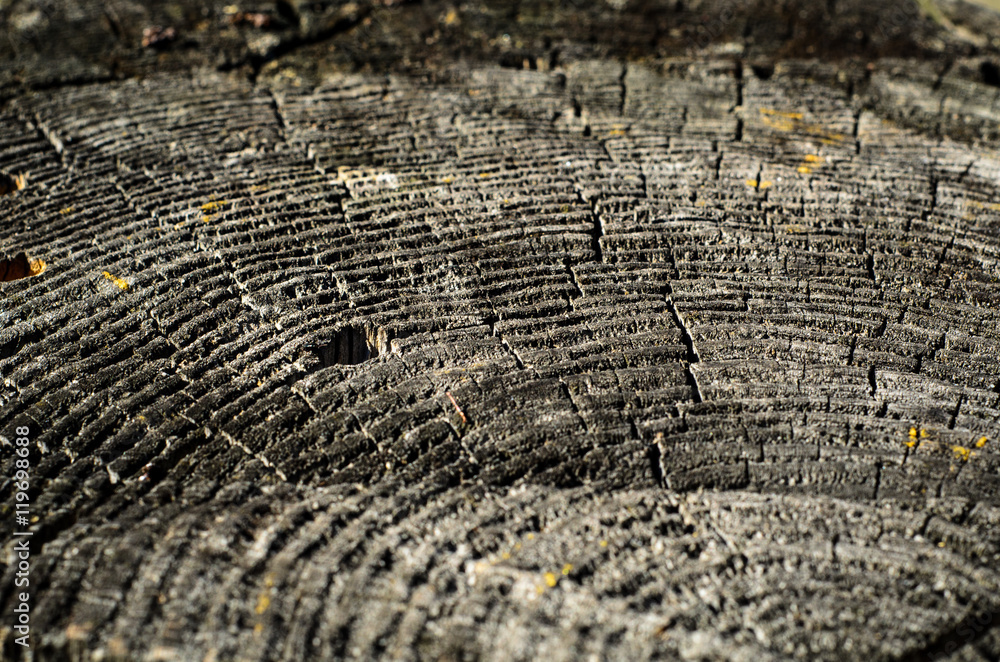 Fototapeta premium Close up, short depth of field detail of annual rings old tree.