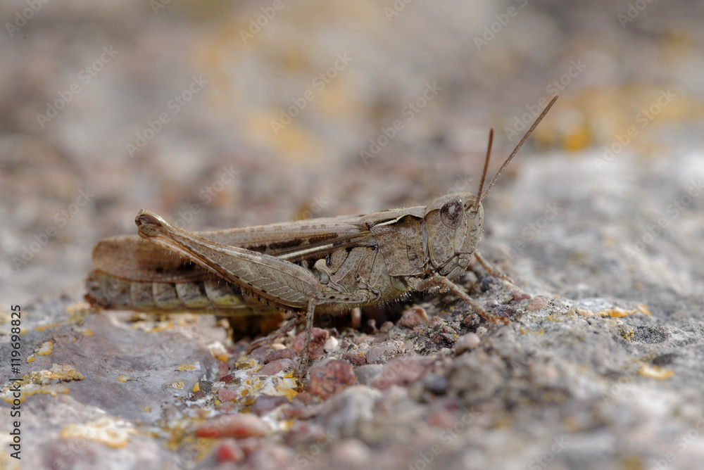 Grasshopper, Orthoptera, Caelifera Grasshopper, Orthoptera, Caelifera