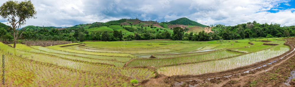 Panorama of rice seedlings were grown in the farmland