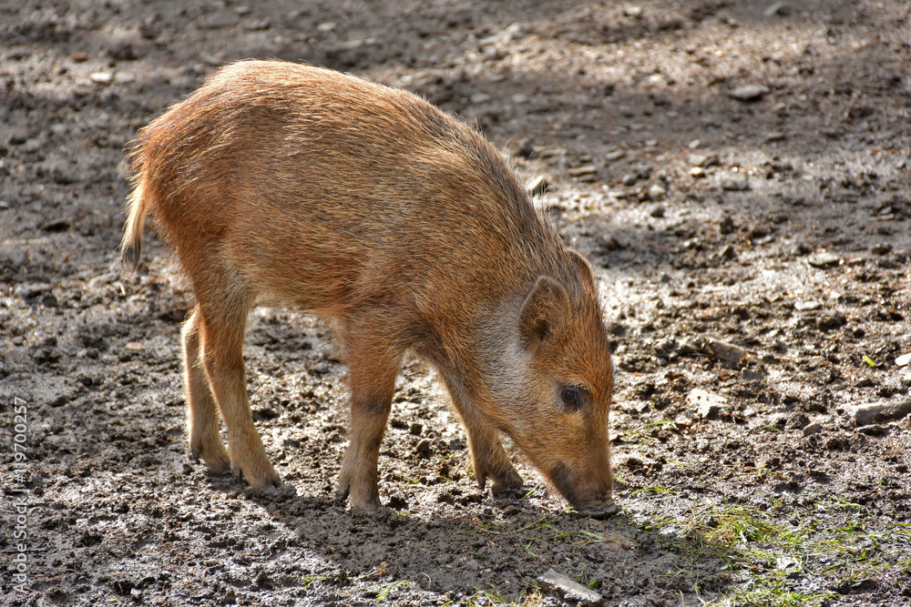 young boar foraging for food