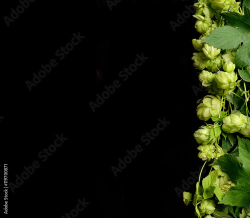 Hop twig over black background. Vintage style. Beer production ingredient. Brewery. Fresh-picked whole hops close-up. Brewing concept wallpape