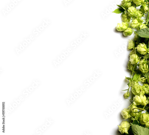 Hop twig over black background. Vintage style. Beer production ingredient. Brewery. Fresh-picked whole hops close-up. Brewing concept wallpape