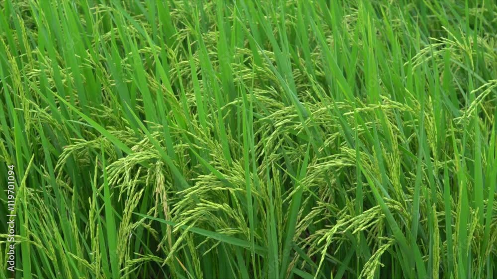rice farm with wind, close up rice farm with wind, close up