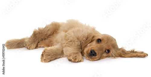 puppy cocker spaniel in studio photo