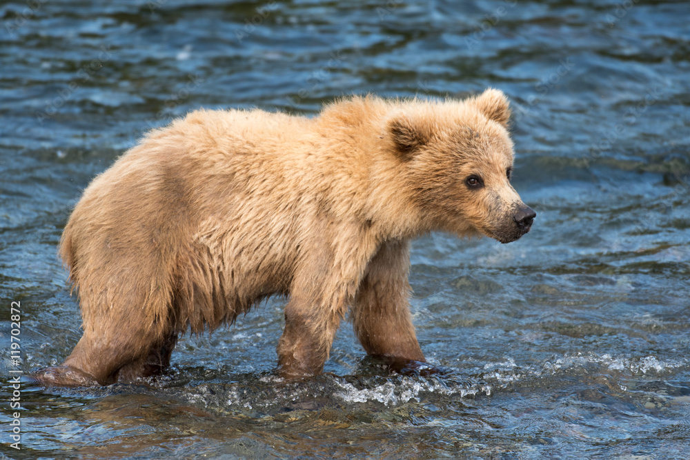 Obraz premium Alaskan brown bear cub