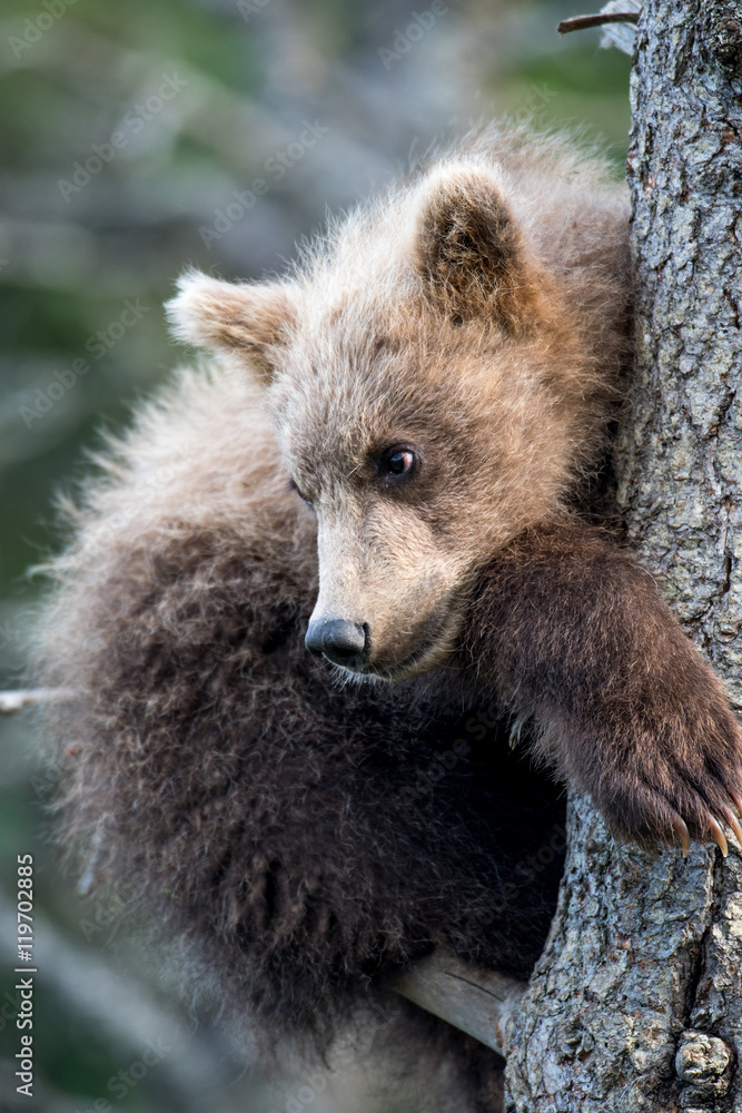 Fototapeta premium Alaskan brown bear cub