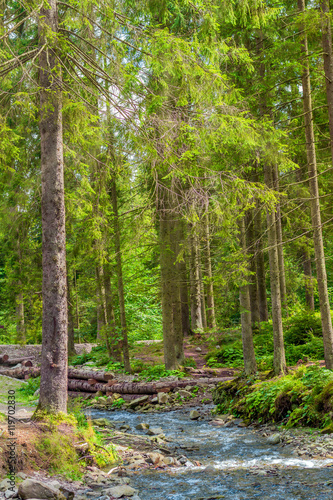 Fotografia Carpathian Forest with a creak and high trees