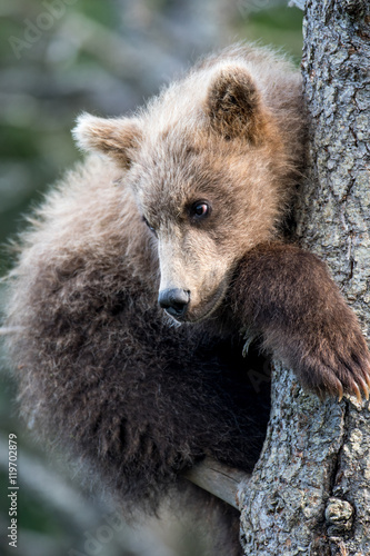 Alaskan brown bear cub © Tony Campbell