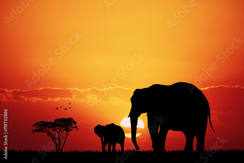 elephants in African landscape