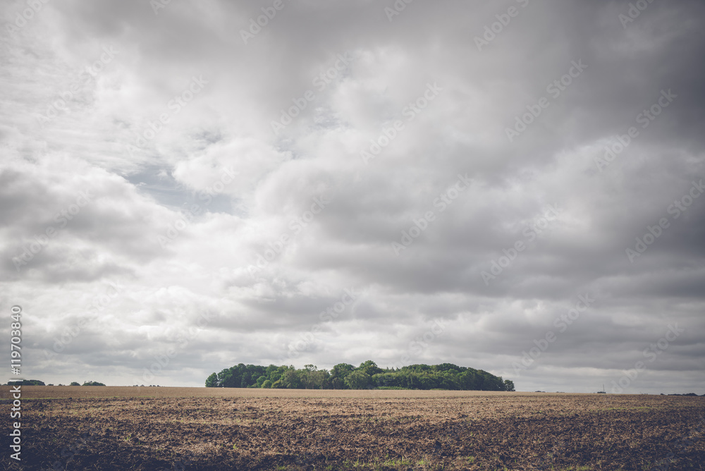 Small forest on a rural field