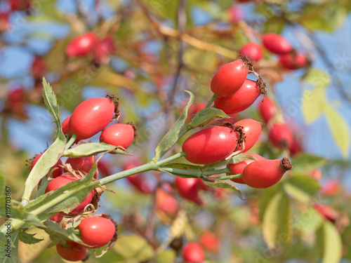 Hagebutten, Rosa canina, Rosehips