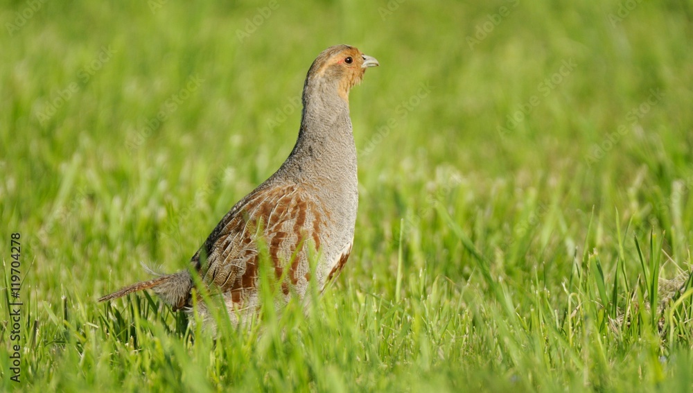 Grey partridge Grey partridge