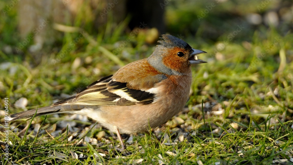 Chaffinch