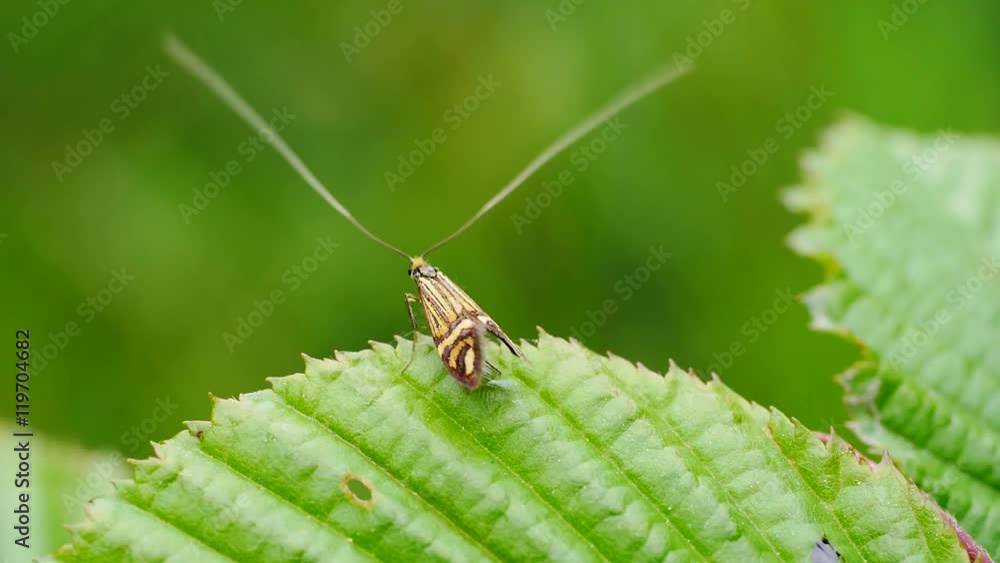 Langhornmotte, Männchen, Nemophora degeerella Langhornmotte, Männchen, Nemophora degeerella