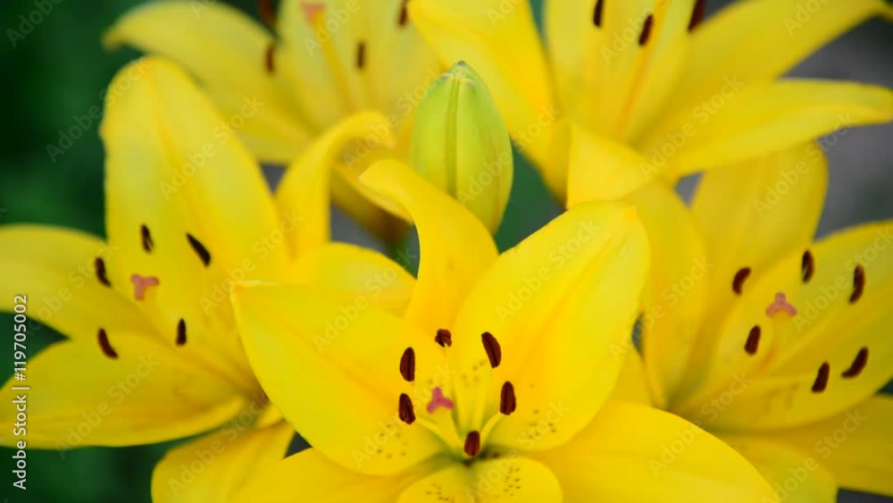 Bouquet of large yellow lilies in garden Bouquet of large yellow lilies in garden