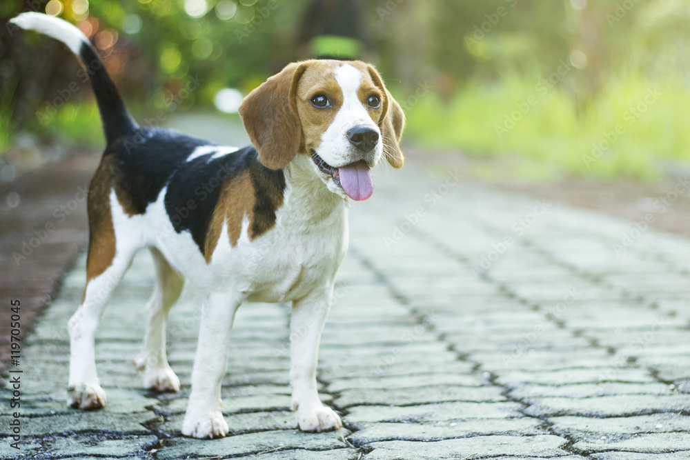 beagle puppy standing on the walkway in public park with sunlight