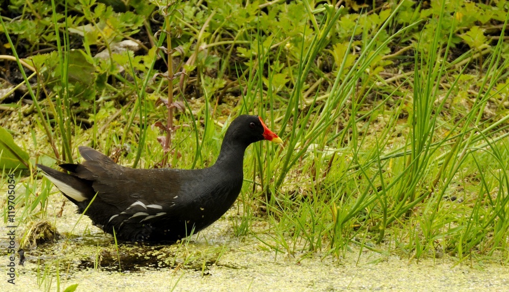 Fototapeta premium Common Moorhen