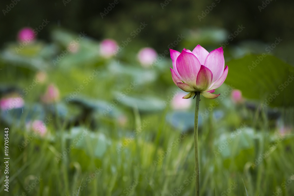 abstract dark single pink lotus, soft focus abstract dark single pink lotus, soft focus