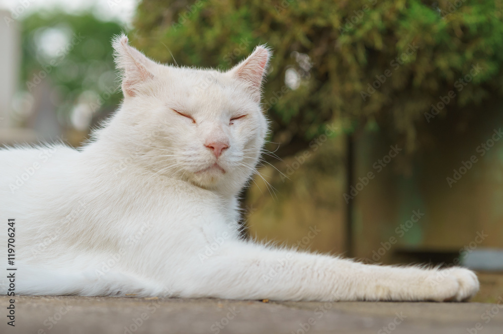 猫 猫