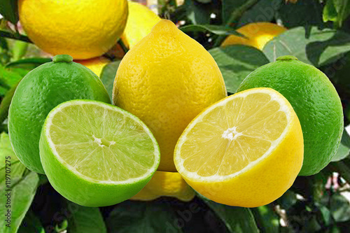 Citrons jaunes et verts