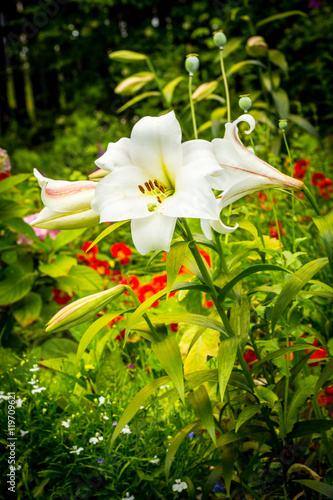 Beautiful home garden in Summer. White lilies in the flowerpot.