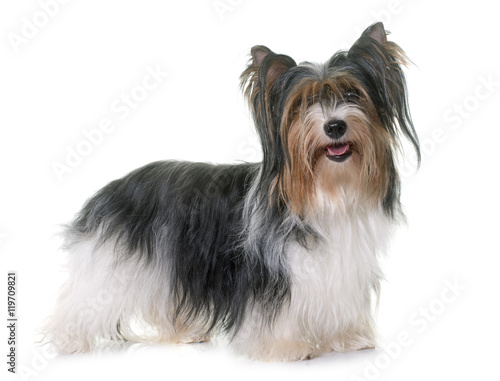 Fotografie biewer yorkshire terrier