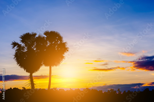 Landscape silhouette sugar palm tree on green rice fields and bl