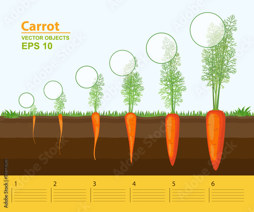 Phases of growth of a carrot in the garden