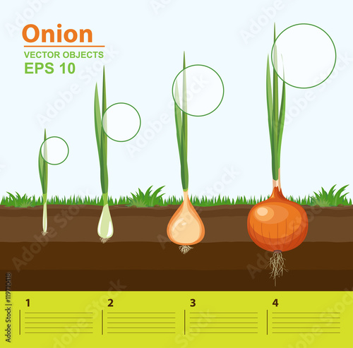 Phases of growth of a onion in the garden