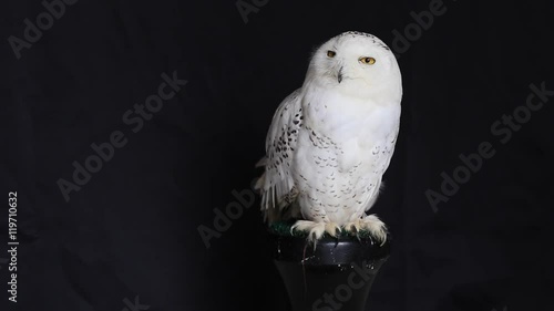 Snowy owl is a large diurnal Owl, with fairly rounded head, yellow eyes and black bill. Feet are well feathered. It is a distinct white Owl, which entire plumage may be variably