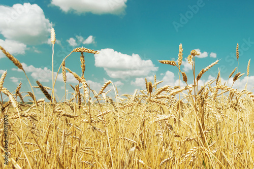 Field of ripe wheat and sky...