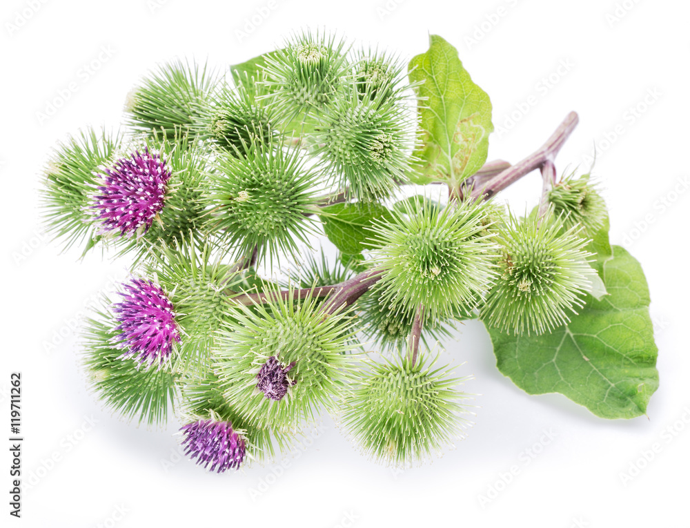 Prickly heads of burdock flowers on a white background. Prickly heads of burdock flowers on a white background.